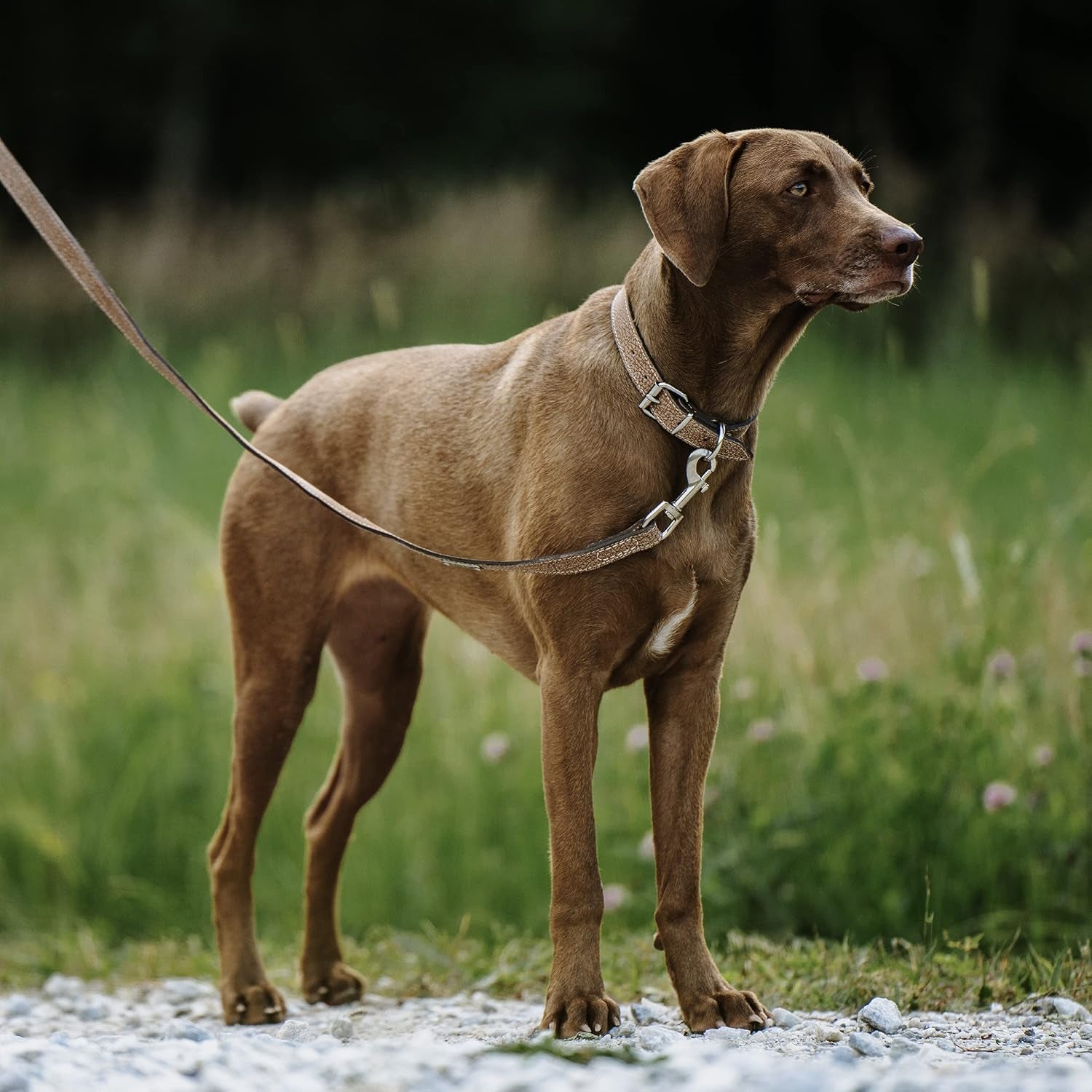 Leather Dog Collar - Genuine Distressed Leather - Strong Metal Buckle - Ultimate Comfort - Modern Style for All Dogs Breeds - Comfort Puppy Collar - (Small - Lite Brown)