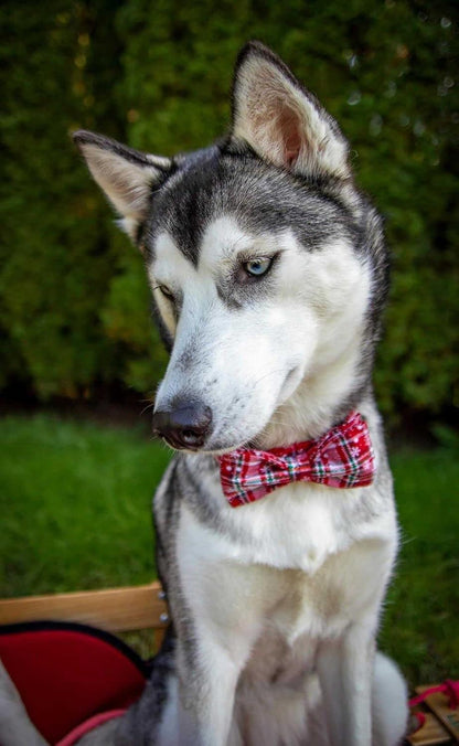 Christmas Plaid Dog Collar Adjustable Soft Dog Collar with Bowtie, Pet Gift Dog Collars Bow for Small Medium Large Dogs